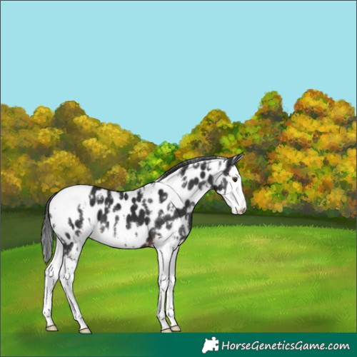 Horse Color:White Spotted Liver Chestnut Splash Near Leopard 