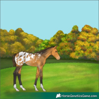 Horse Color:Buckskin Near Leopard 