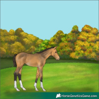 Horse Color:Buckskin 