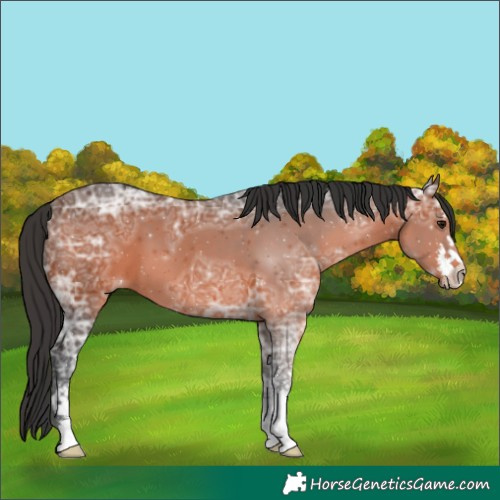 Horse Color:White Spotted Brown Ice 
