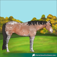 Horse Color:White Spotted Brown Ice