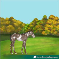 Horse Color:White Spotted Liver Red Dun Frame Brindle
