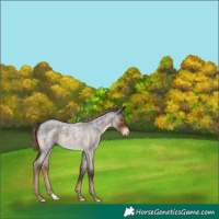Horse Color:Liver Red Roan 