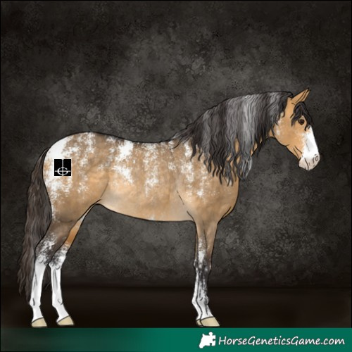 Horse Color:Powder White Buckskin Dun Rabicano 