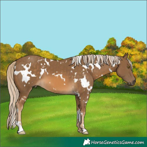 Horse Color:White Spotted Chocolate Palomino 