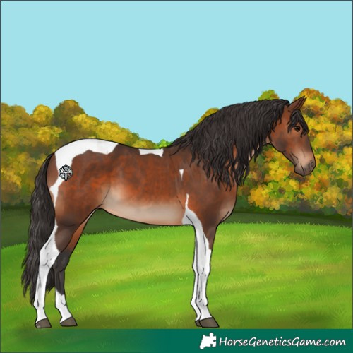 Horse Color:Brown Tobiano 