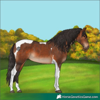 Horse Color:Brown Tobiano