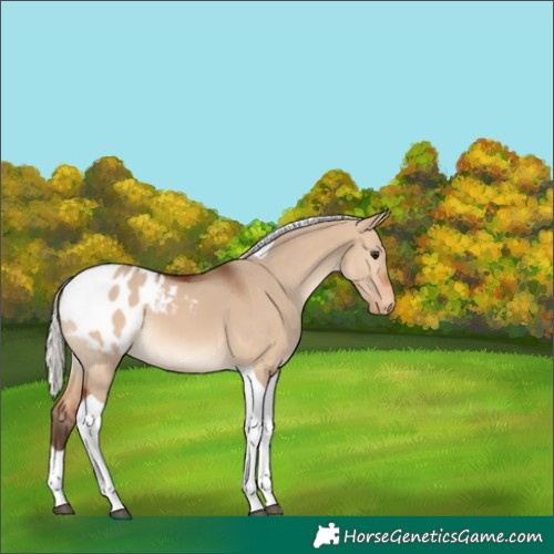 Horse Color:Silver Brown Dun Tobiano Blanket 