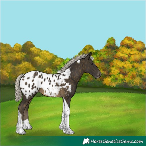 Horse Color:Silver Buckskin Tobiano Blanket 