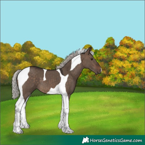 Horse Color:Silver Brown Dun Tobiano 