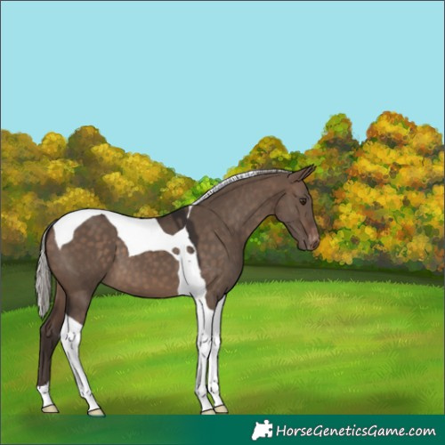 Horse Color:Silver Brown Dun Tobiano Varnish 