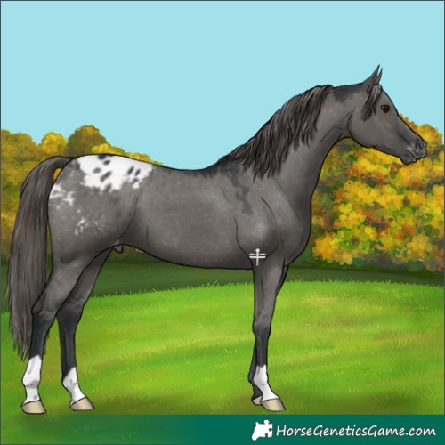 Horse Color:Grullo Appaloosa 