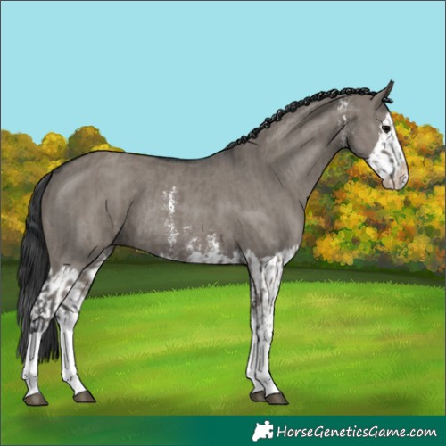 Horse Color:Grullo Sabino Splash and Grullo Sabino Splash Rabicano
