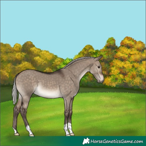 Horse Color:Silver Brown Dun 