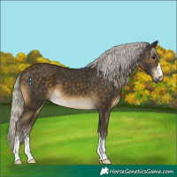 Horse Color:Silver Buckskin 