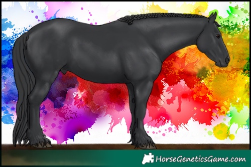 Horse Color:Black 
