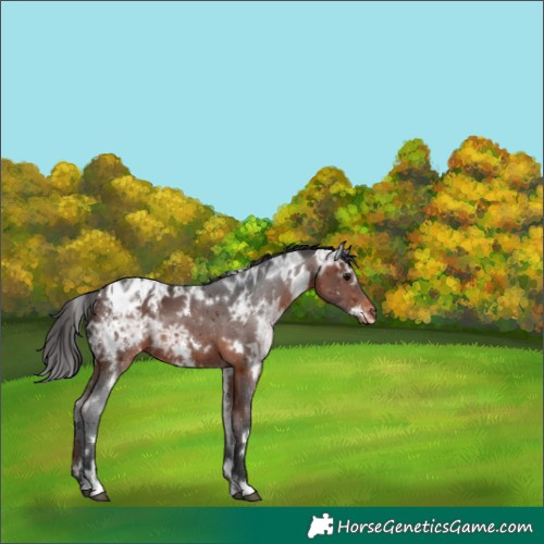 Horse Color:White Spotted Brown Ice Varnish Rabicano 