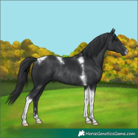 Horse Color:Black Tobiano Rabicano 