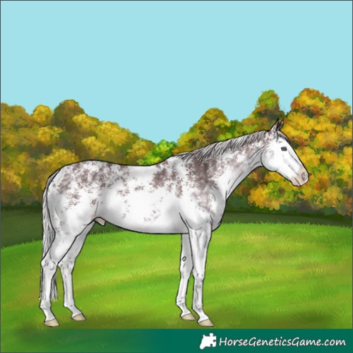 Horse Color:Chocolate Silver Smoky Black Chinchilla Sabino Splash 