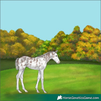 Horse Color:Chocolate Silver Black Sabino Splash 