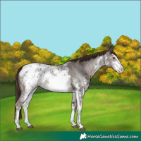 Horse Color:White Spotted Liver Chestnut Sabino Appaloosa 