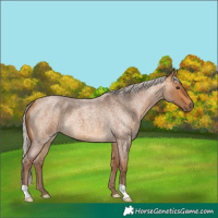 Horse Color:Chocolate Silver Buckskin Roan