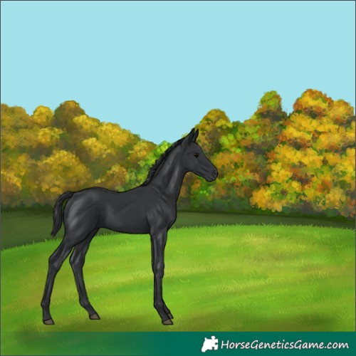 Horse Color:Black 