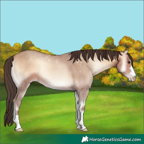 Horse Color:Amber Champagne Onyx 