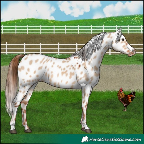 Horse Color:Red Dun Near Leopard 