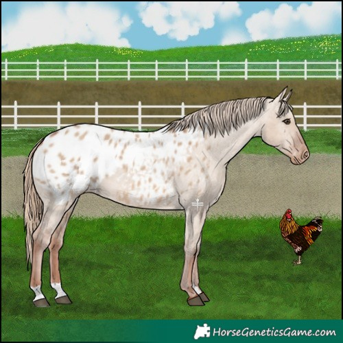 Horse Color:Red Dun Blanket 