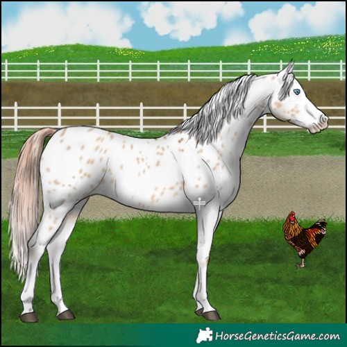 Horse Color:Red Dun Splash Near Leopard 