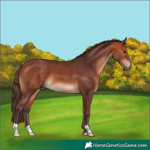 Horse Color:Chocolate Bay 