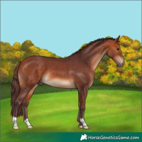 Horse Color:Chocolate Bay 