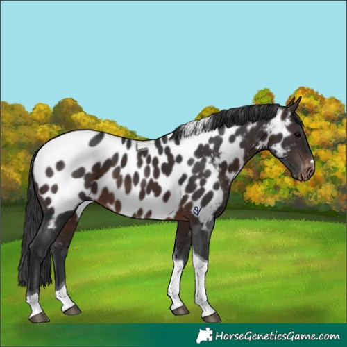 Horse Color:Brown Tobiano Appaloosa 
