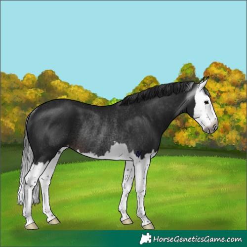 Horse Color:Gray Brown Splash Varnish Rabicano 