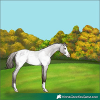 Horse Color:Liver Red Roan Frame Appaloosa 
