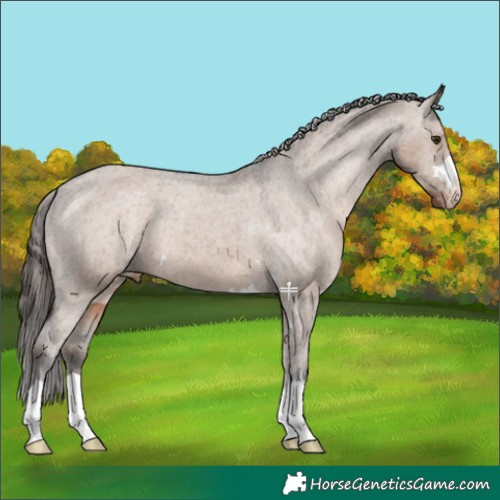 Horse Color:Liver Red Dun Appaloosa 