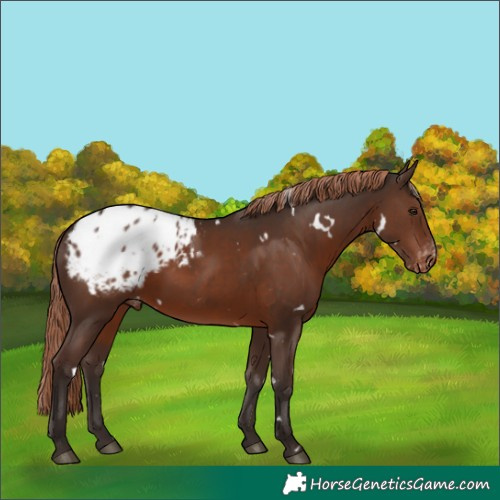 Horse Color:White Spotted Liver Chestnut Appaloosa 