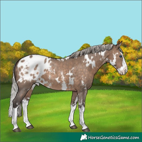 Horse Color:White Spotted Silver Brown Dun Sabino Splash Appaloosa 