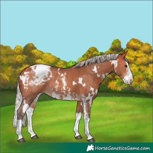 Horse Color:White Spotted Silver Bay Sabino Splash Appaloosa Rabicano 