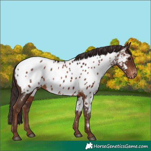 Horse Color:Liver Chestnut Appaloosa Rabicano 