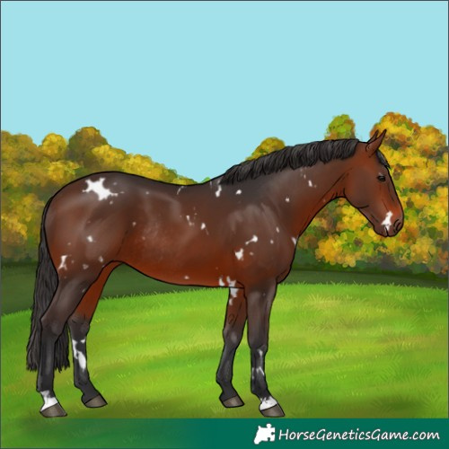 Horse Color:White Spotted Brown Rabicano 
