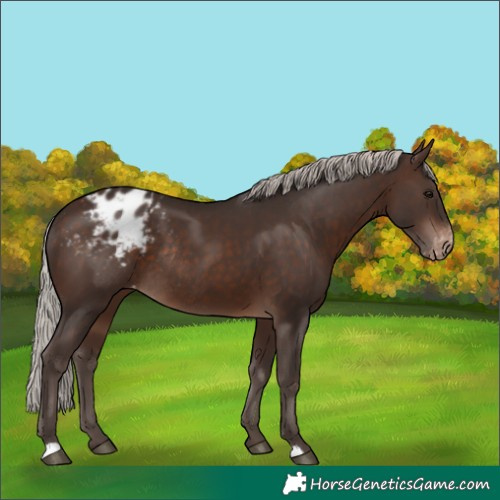 Horse Color:Silver Brown Appaloosa Rabicano 