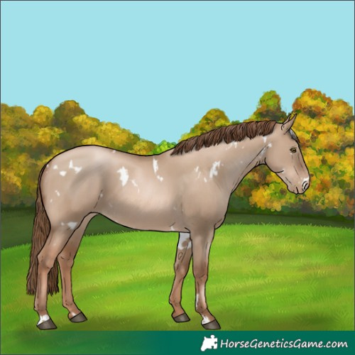 Horse Color:White Spotted Liver Red Dun Pearl 