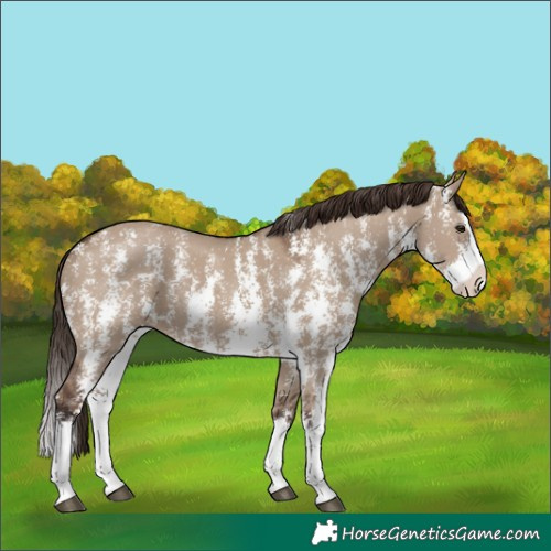 Horse Color:Liver Red Dun Sabino Splash Rabicano