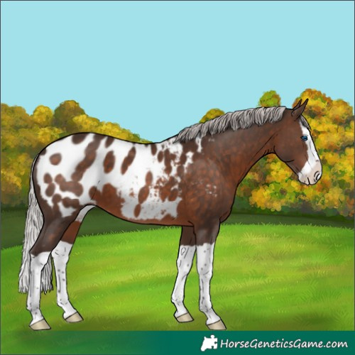 Horse Color:Silver Brown Splash Appaloosa 