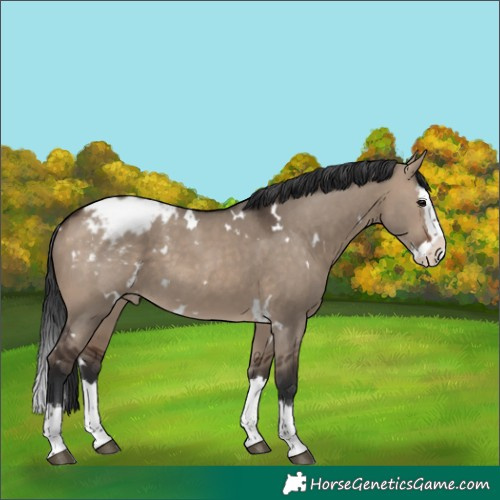 Horse Color:White Spotted Brown Dun Splash Appaloosa