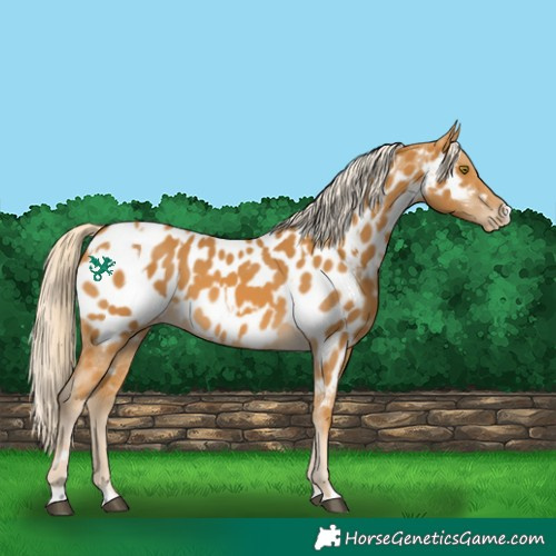 Horse Color:Palomino Near Leopard  and Palomino Near Leopard 