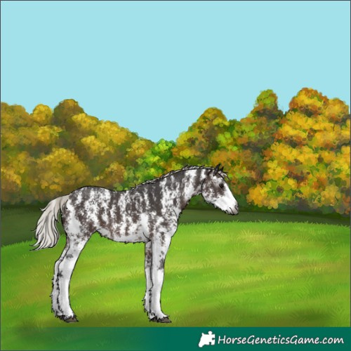 Horse Color:Gray Silver Bay Sabino Varnish 