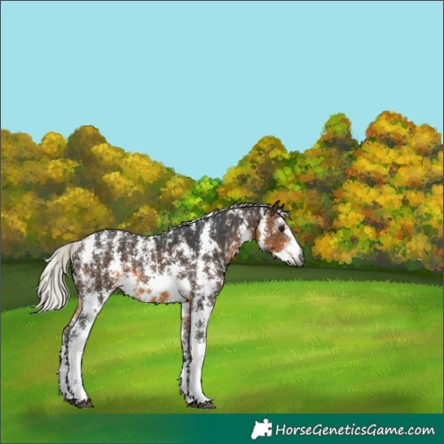 Horse Color:Gray Silver Buckskin Sabino 